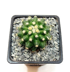 Echinocactus grusoni curvispinus intermedius (elegir tamaño) - cecicactus - cactus y suculentas de colección