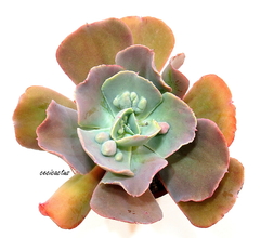 Echeveria 'Piñal de Amoles' mac12 - comprar online