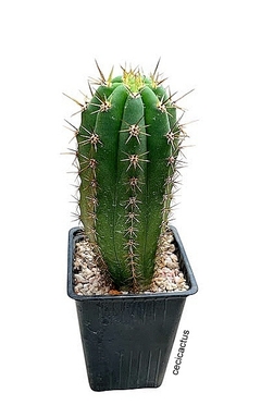 Trichocereus pachanoi de semillas alemanas mac10 - comprar online