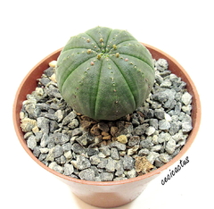 Euphorbia obesa mac8 - tienda online