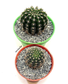 Echinopsis hibrido 'Courel' (elegir tamaño) - cecicactus - cactus y suculentas de colección