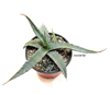 Agave peacockii mac12