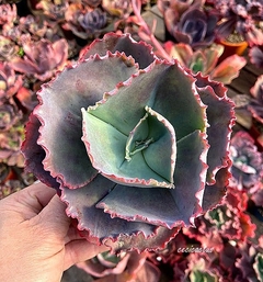 Echeveria 'Electric Glow' mac15 en internet