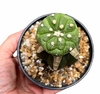 Astrophytum asterias kikko nudum injertado mac10