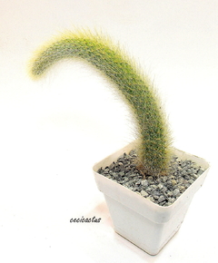 Cleistocactus colademononis (Cola de Mono) mac10