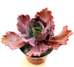 Echeveria hibrida 'Paul Trucha' (nombre de fantasia) (elegir tamaño) - comprar online