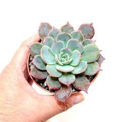 Echeveria azulita mac10 en internet