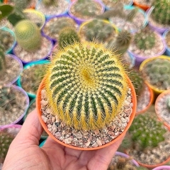 Notocactus leninghausii (elegir tamaño) - comprar online