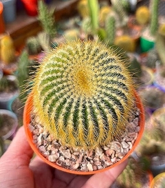 Notocactus leninghausii (elegir tamaño)