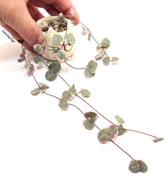 Ceropegia woodii variegada mac8