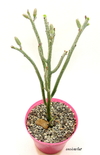 Senecio descoingsii mac10 - comprar online