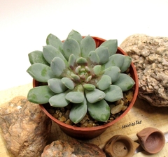 Echeveria 'Humberto Villa' mac10