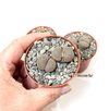 Lithops - Piedras vivas - mac8