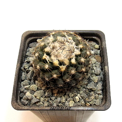 Copiapoa tenuissima mac10 - cecicactus - cactus y suculentas de colección