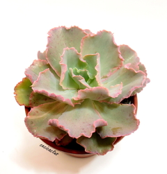 Echeveria Muriel (elegir tamaño) - comprar online