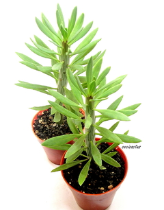 Kleinia anteuphorbium mac10 - comprar online