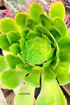 Semillas de Aeonium gigante x 100 - comprar online