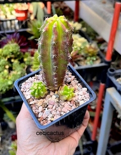 Echinocereus vierecki var morricale mac9 - comprar online