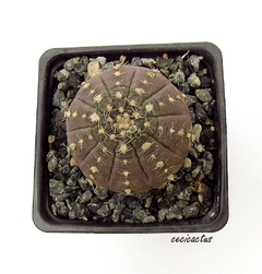 Gymnocalycium ragonesei mac8 - comprar online