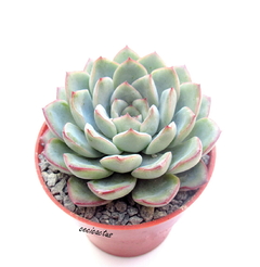 Echeveria 'Selene' mac10 - comprar online