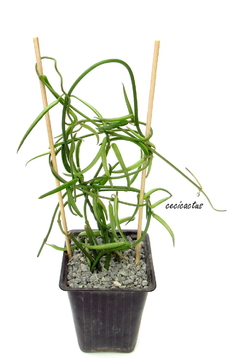 Ceropegia linearis (dos tamaños)