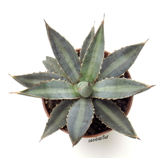 Agave funkiana 'Blue Haze' mac8 en internet