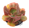 Echeveria hibrida 'Mulata' (elegir tamaño) - comprar online