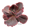 Echeveria hibrida c-96 SUPER-ROJA (elegir tamaño)