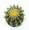 Echinocactus grusoni (tres tamaños)