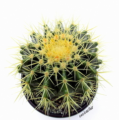 Echinocactus grusoni (tres tamaños) - comprar online