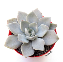 Echeveria 'Laui x strictiflora' mac10 - comprar online