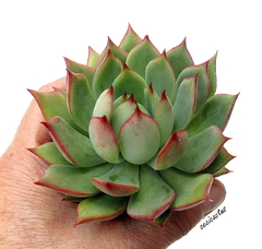 Echeveria 'Red Dragon' mac10 en internet