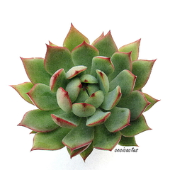 Echeveria 'Red Dragon' mac10 - cecicactus - cactus y suculentas de colección