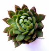 Echeveria xMexican (ver opciones de tamaño)