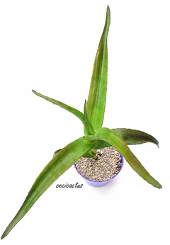Aloe thraskii GRANDE mac15 - comprar online