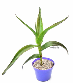 Aloe thraskii GRANDE mac15