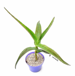 Aloe thraskii GRANDE mac15 en internet