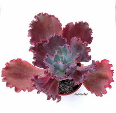Echeveria hibrida 'Paul Trucha' (nombre de fantasia) GRANDE! bols15 - cecicactus - cactus y suculentas de colección