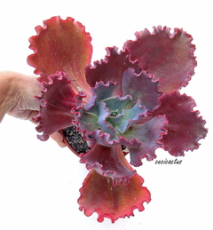 Echeveria hibrida 'Paul Trucha' (nombre de fantasia) GRANDE! bols15 en internet