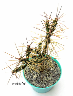 Cylindropuntia ramosissima mac10 - comprar online