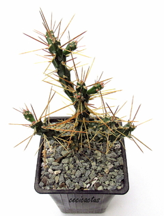 Cylindropuntia ramosissima mac10 - cecicactus - cactus y suculentas de colección