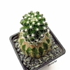 Pediocactus bradyi ssp winkleri mac9