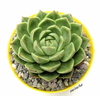 Echeveria 'Gladys' mac10