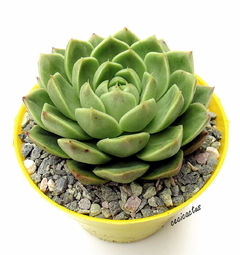 Echeveria 'Gladys' mac10 - comprar online