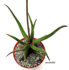 Aloe bakeri mac8 - comprar online