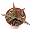 Aloe 'Lavender Star' mac10 en internet