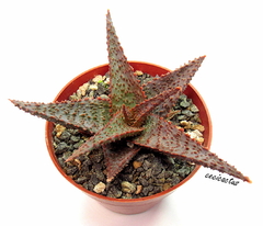 Aloe 'Lavender Star' mac10 - cecicactus - cactus y suculentas de colección