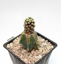 Mammillaria theresae injertada mac9 - comprar online