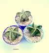 Astrophytum myriostigma (semillero kikko) mac10