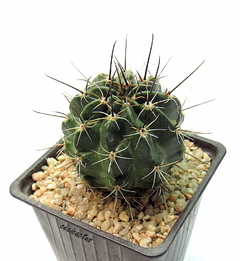 Lobivia jajoiana cv anémona mac10 - cecicactus - cactus y suculentas de colección